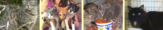 pictures of rescued cats